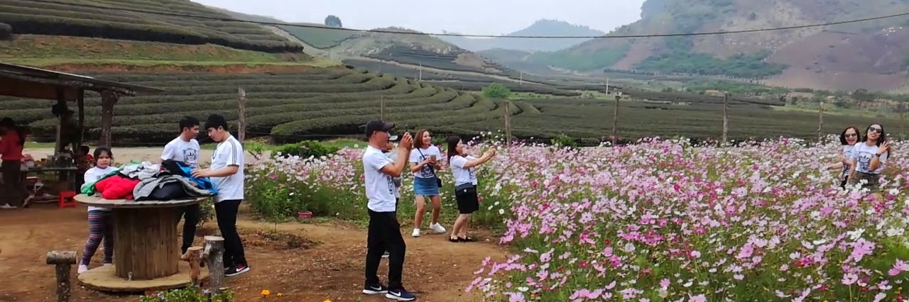 Thung lũng hoa Núi Đá Trắng - Mộc Châu