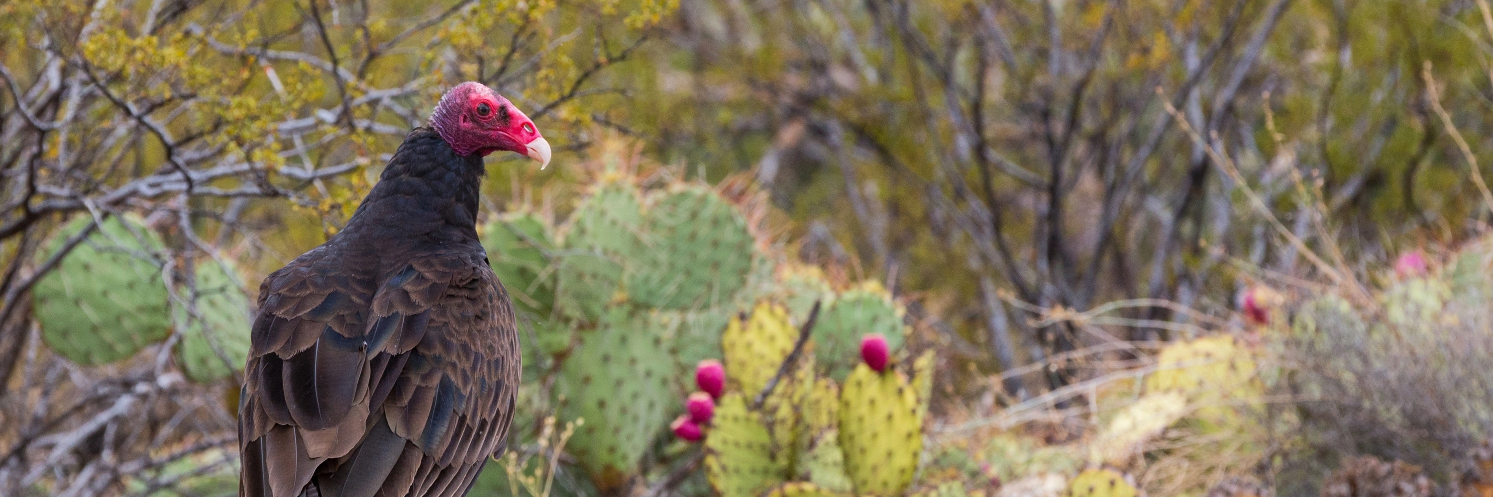 Bảo tàng Sa mạc Arizona (Arizona Desert Museum)