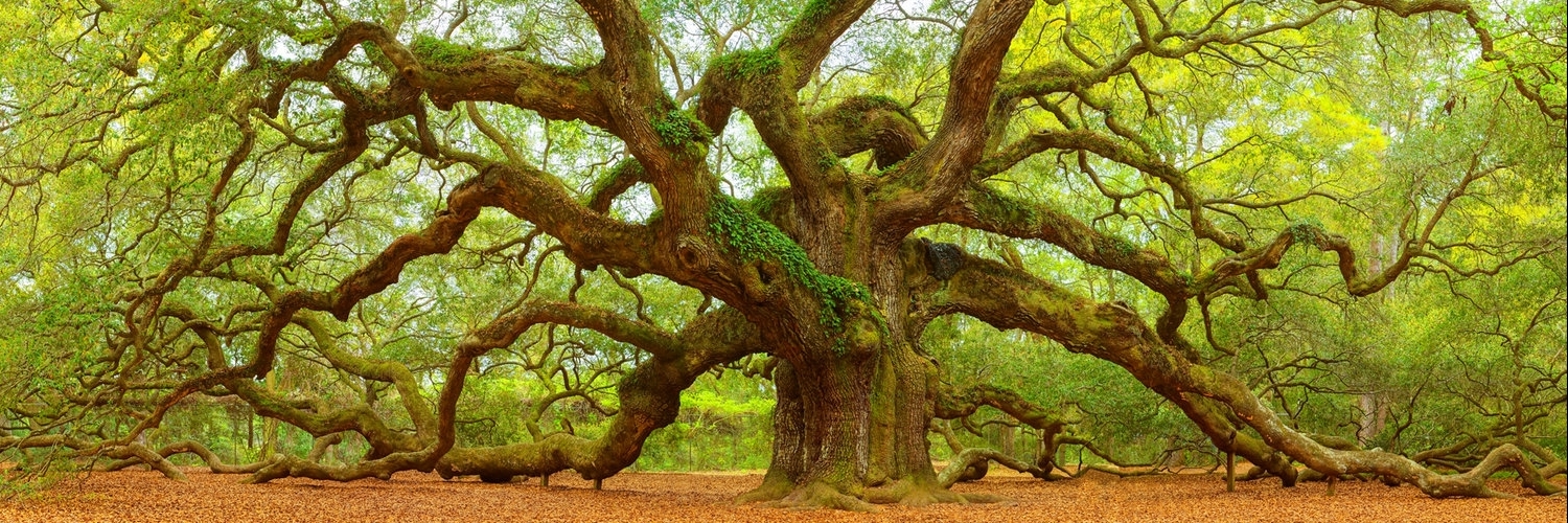 Cây sồi Angel (Angel Oak Tree)