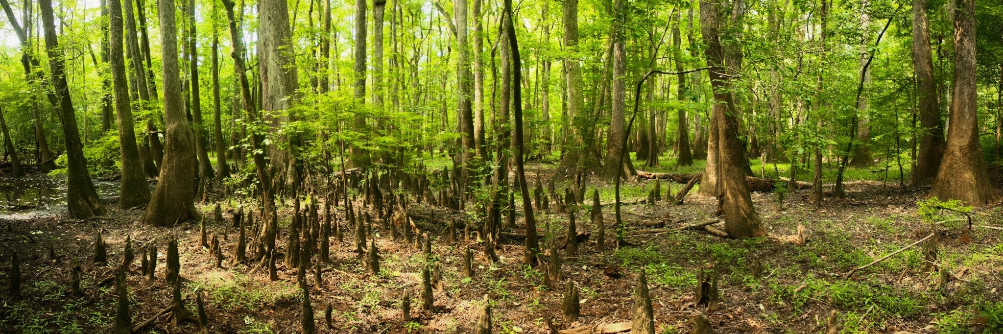 Công viên quốc gia Congaree (Congaree National Park)