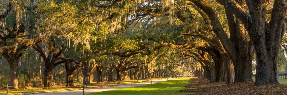 Đồn điền Boone Hall (Boone Hall Plantation)