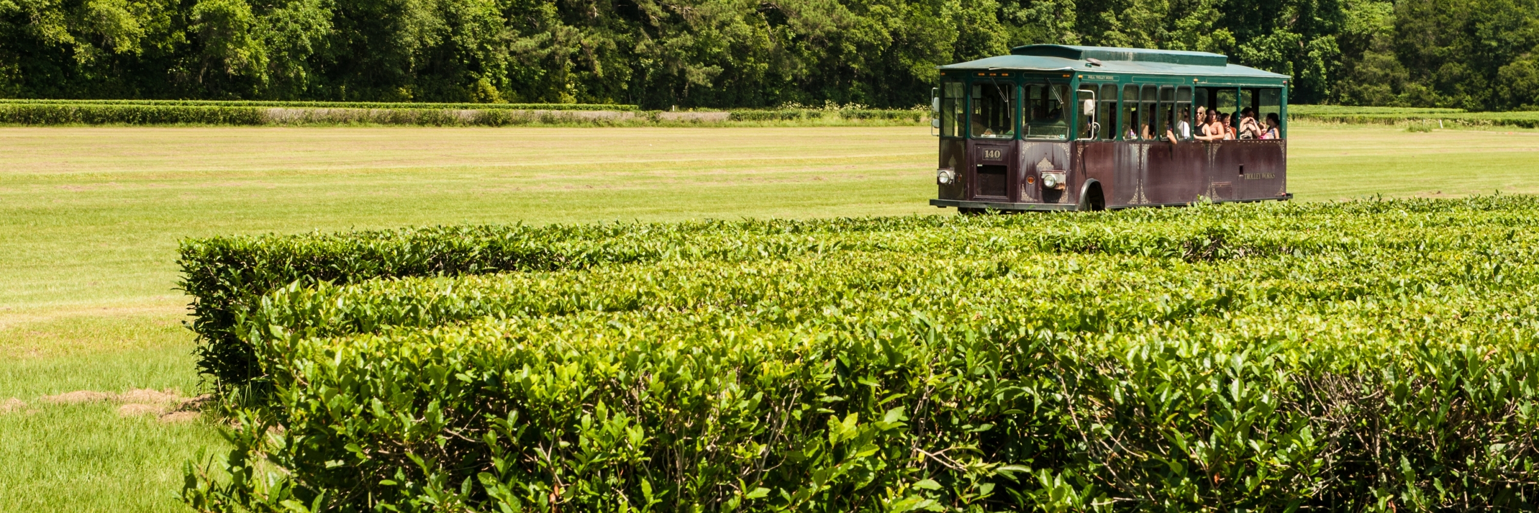 Đồn điền cây trà Charleston (Charleston Tea Plantation)