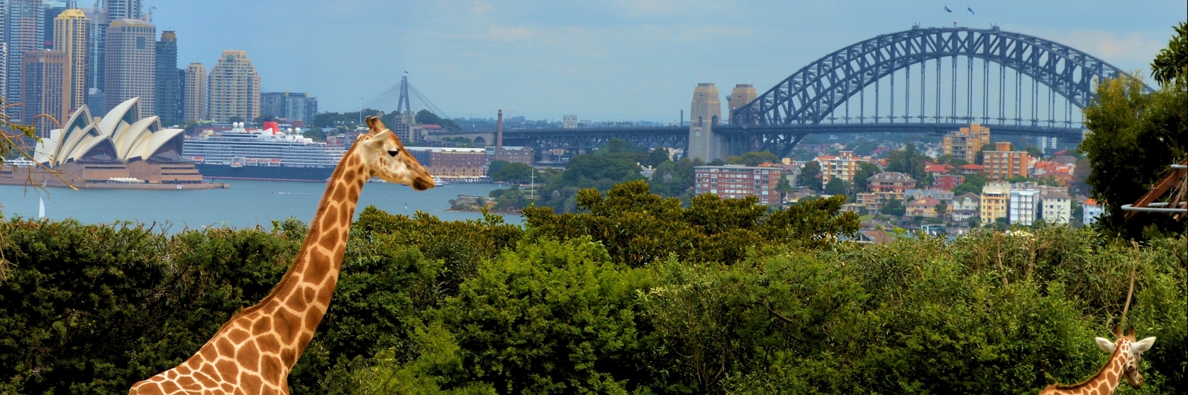 Sở Thú Taronga ( Taronga Zoo )