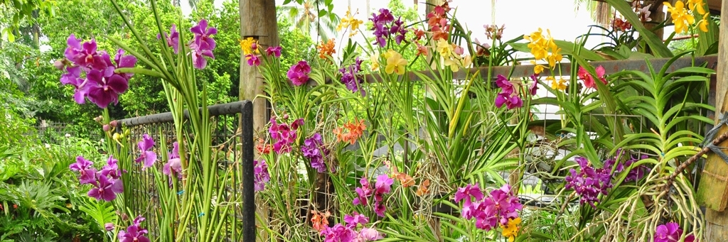 Vườn phong lan (Orchid Botanical Garden)