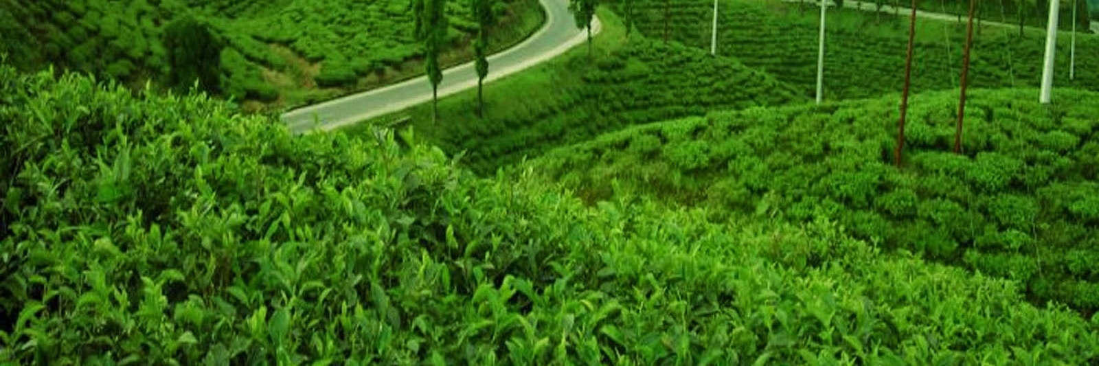 Đồn điền cây trà Taraju (Taraju Tea Plantation)