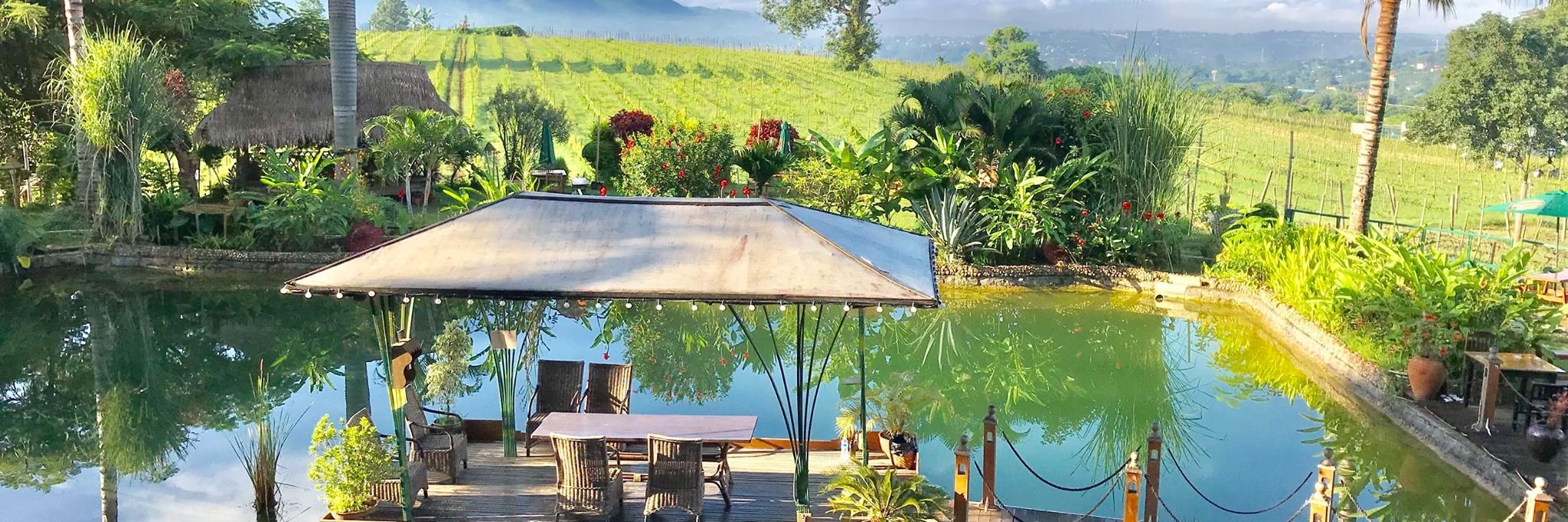 Vườn nho Myanmar (Myanmar Vineyard)