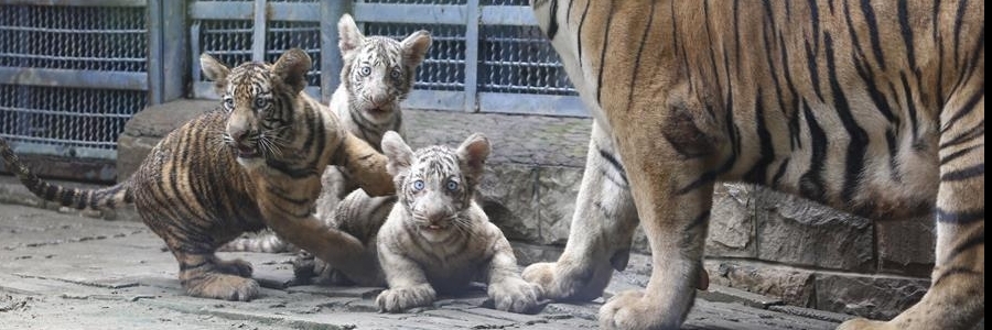 Sở thú Tế Nam (Jinan Zoological Park)