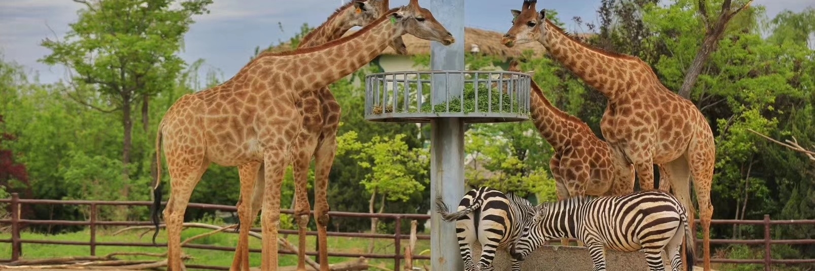 Thế giới động vật hoang dã Tế Nam (Jinan Wildlife World)