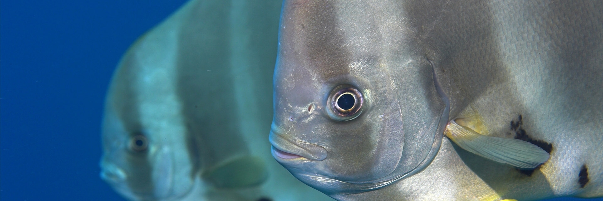Thế giới dưới nước hồ Đại Minh (Daming Lake Underwater World)