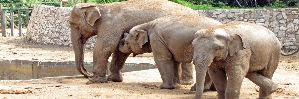 Trung tâm động vật học Ramat Gan (Safari Ramat Gan)