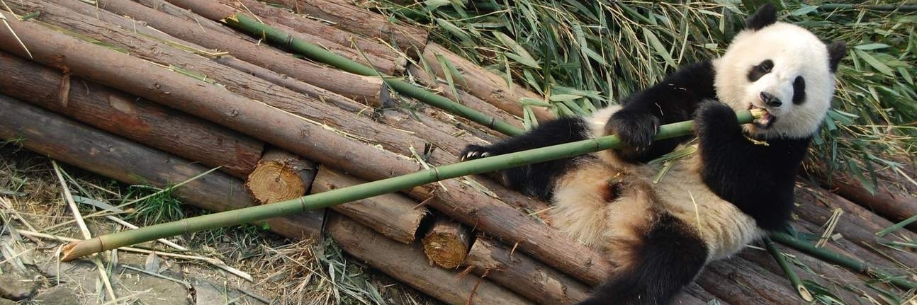 Cơ sở nghiên cứu nhân giống gấu trúc Thành Đô