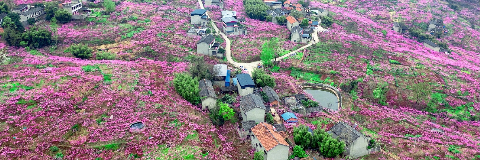 Đào Hoa Cổ Lý
