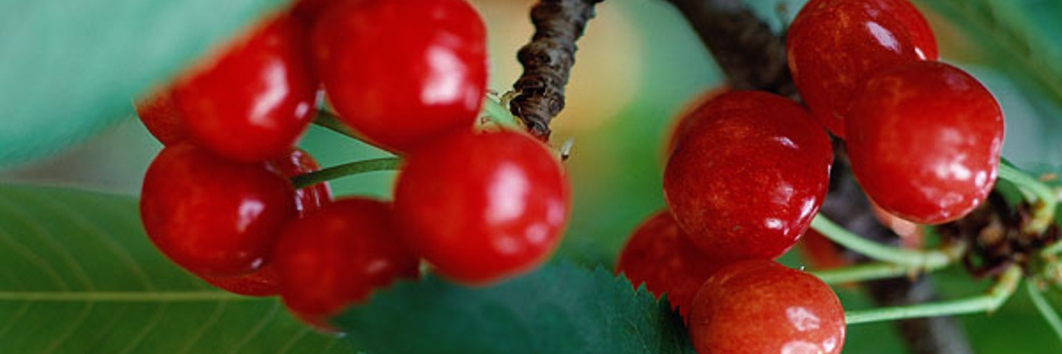 Khu du lịch Thung lũng Cherry