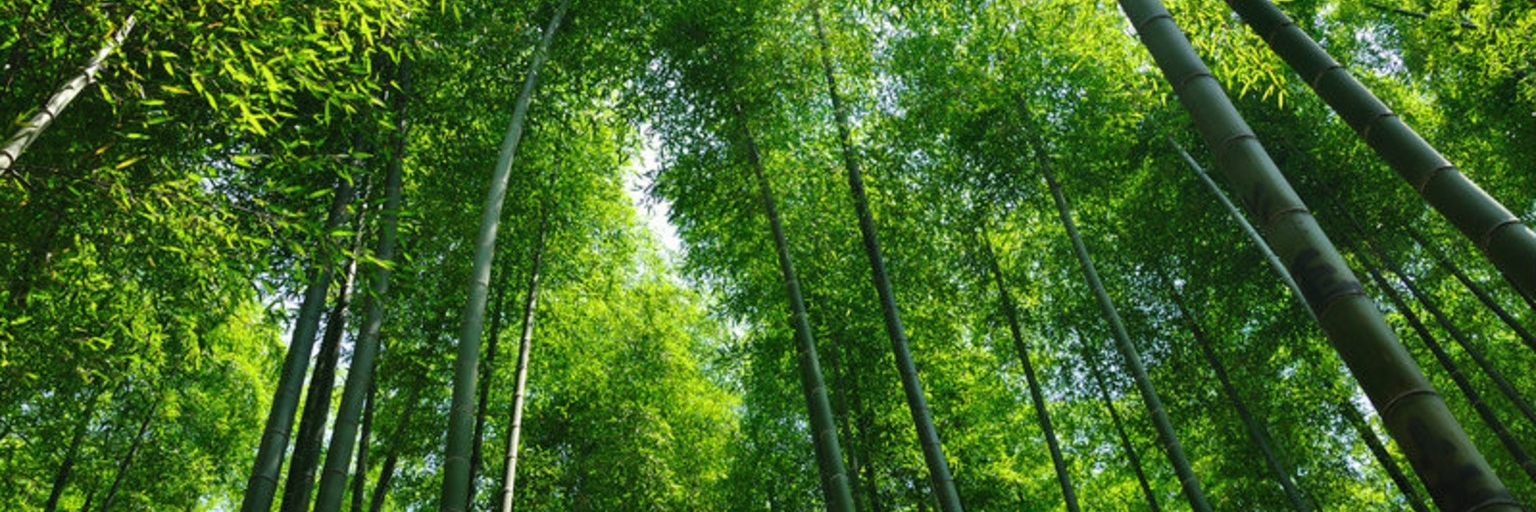 Rừng tre Lugou