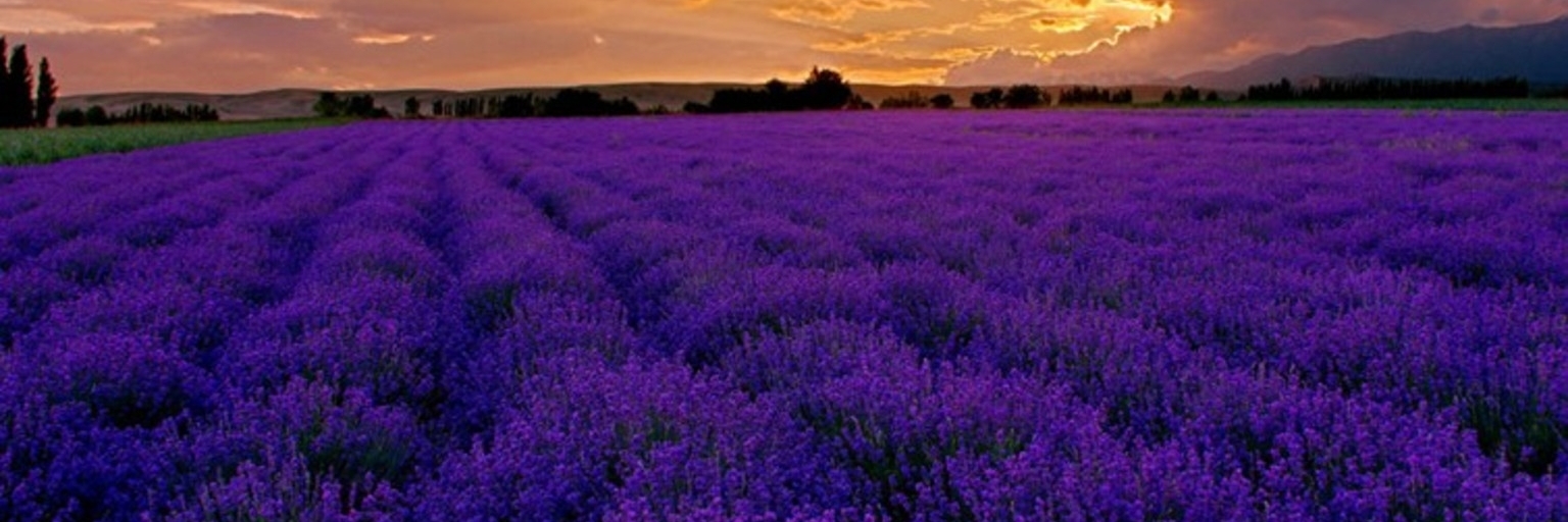 Thành phố quốc tế oải hương Provence
