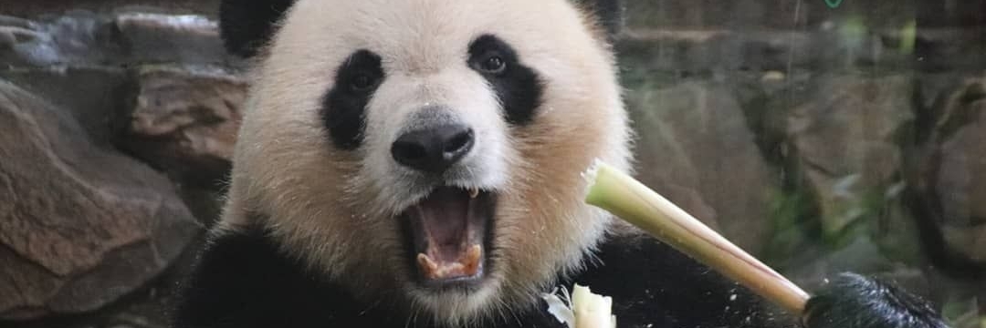 Thung lũng gấu trúc
