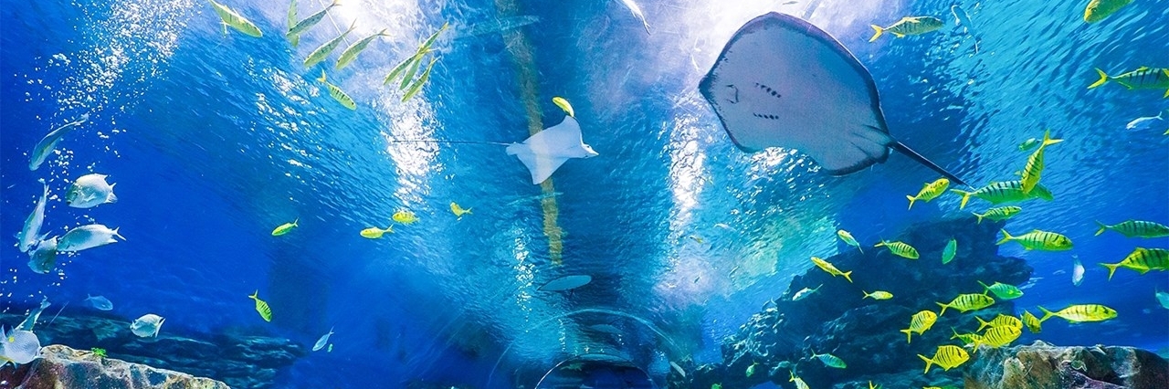 Công viên Đại dương Bắc cực Haichang (TianJin HaiChang Polar Ocean Park)