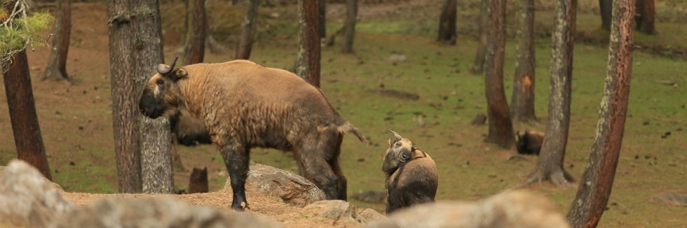 Vườn thú Golden (Thimphu Golden Zoo)