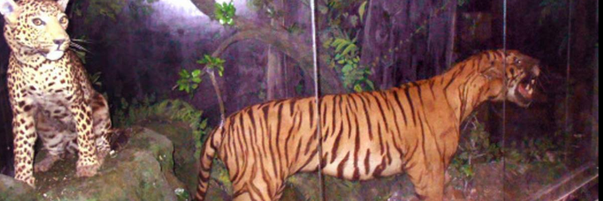 Bảo tàng lịch sử tự nhiên (Natural History Museum)