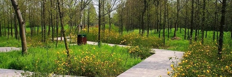 Công viên rừng Thượng Hải (Shanghai Waterfront Forest Park)