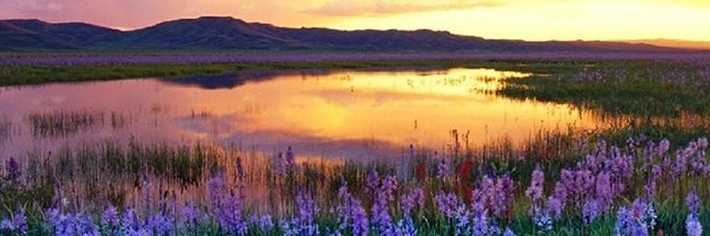 Khu vườn hoa tím - chủ đề tình yêu , lãng mạn (Purple Sea Heron Romantic Love Theme Manor)