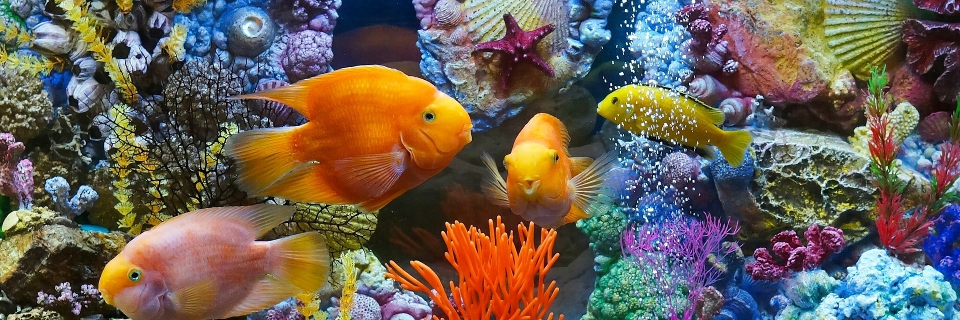 Thế giới dưới nước ở Thượng Hải (Underwater World Pavilion)
