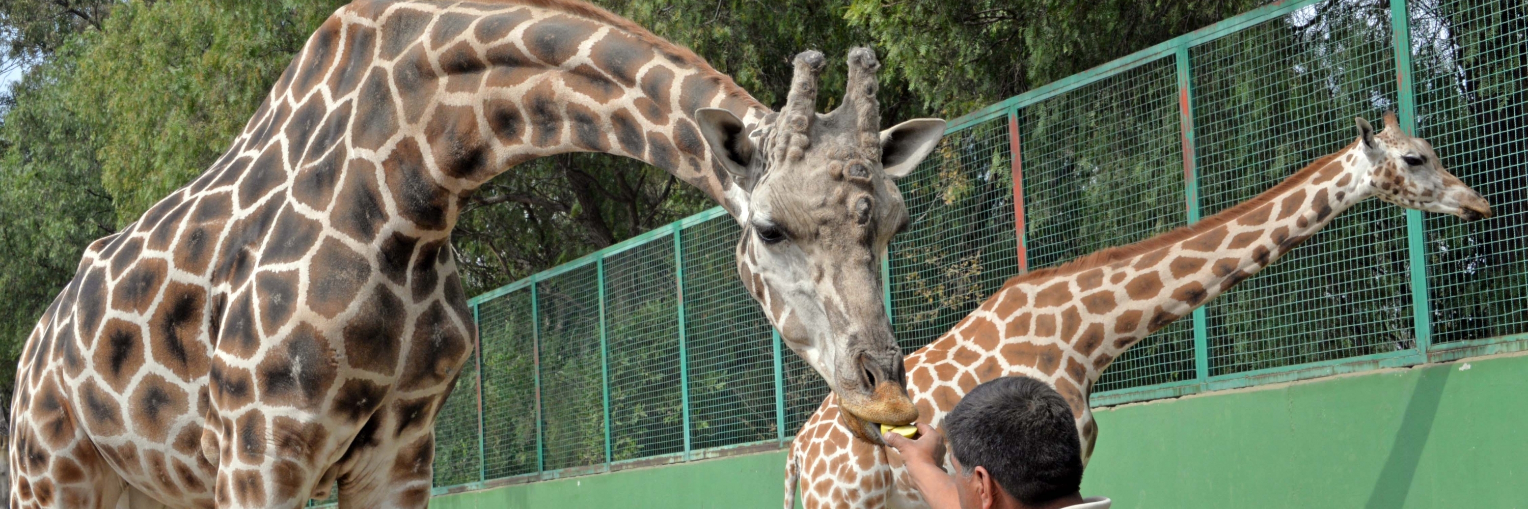 Sở thú Altiplano (Zoologico de Altiplano)