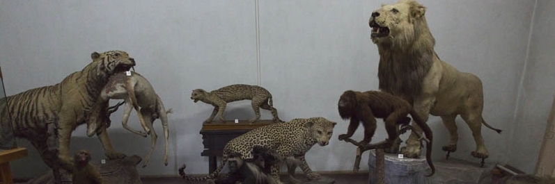 Bảo tàng động vật hoang dã (Wildlife Musem/ Hunting Museum)