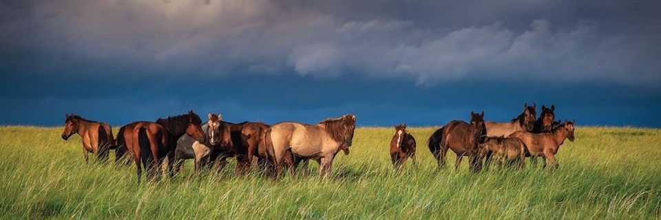 iTour Mongolia