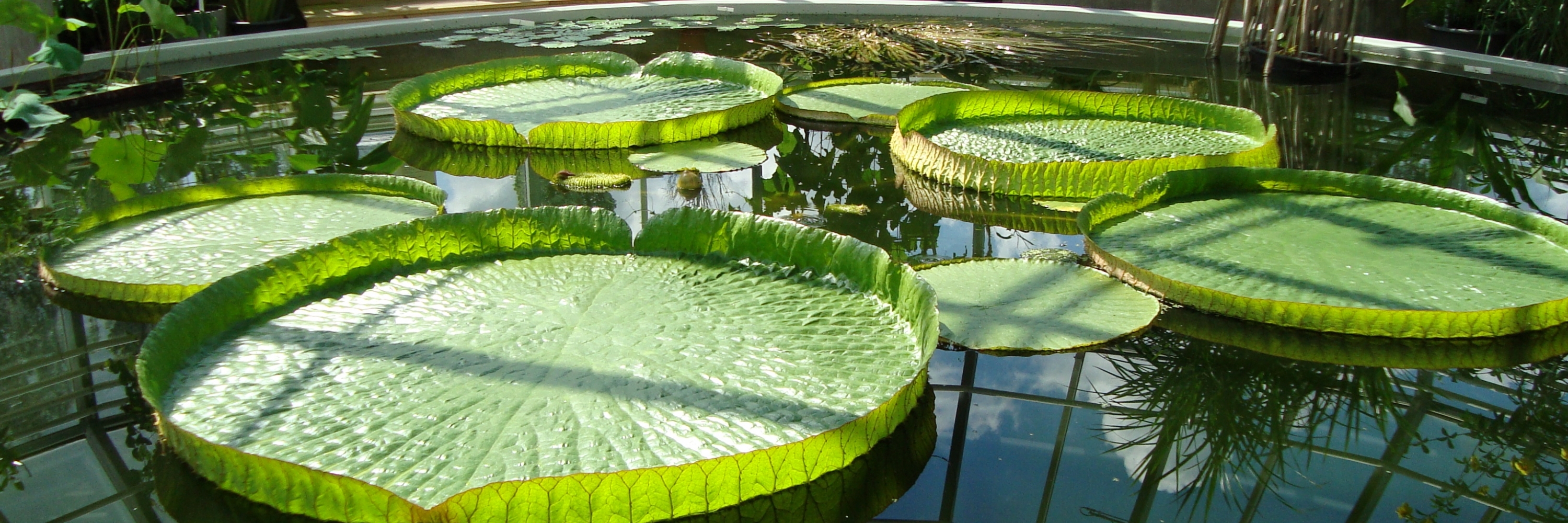 Nhà kính nhiệt đới (Tropical Greenhouse)