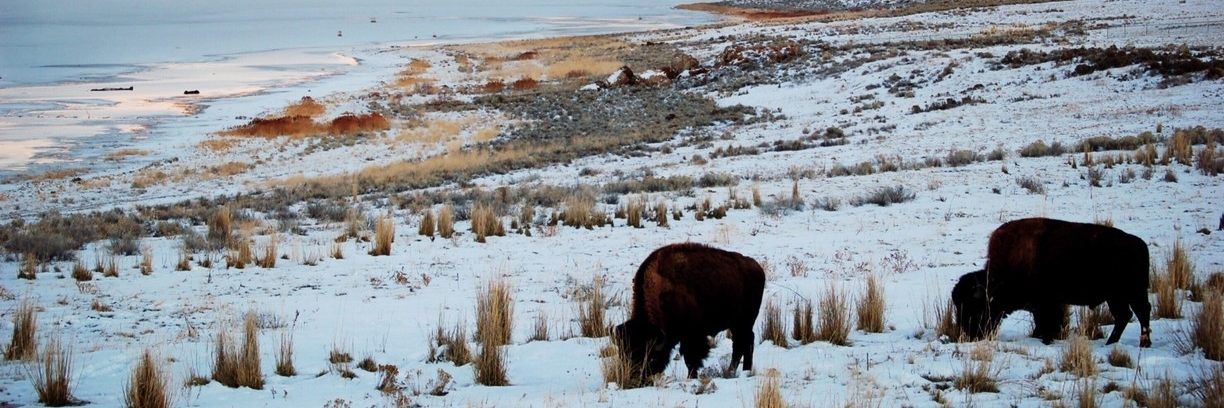 Công viên tiểu bang đảo Antelope (Antelope Island State Park)