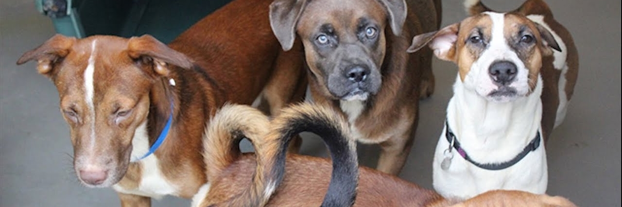 Hiệp hội động vật Best Friends (Best Friends Animal Society)