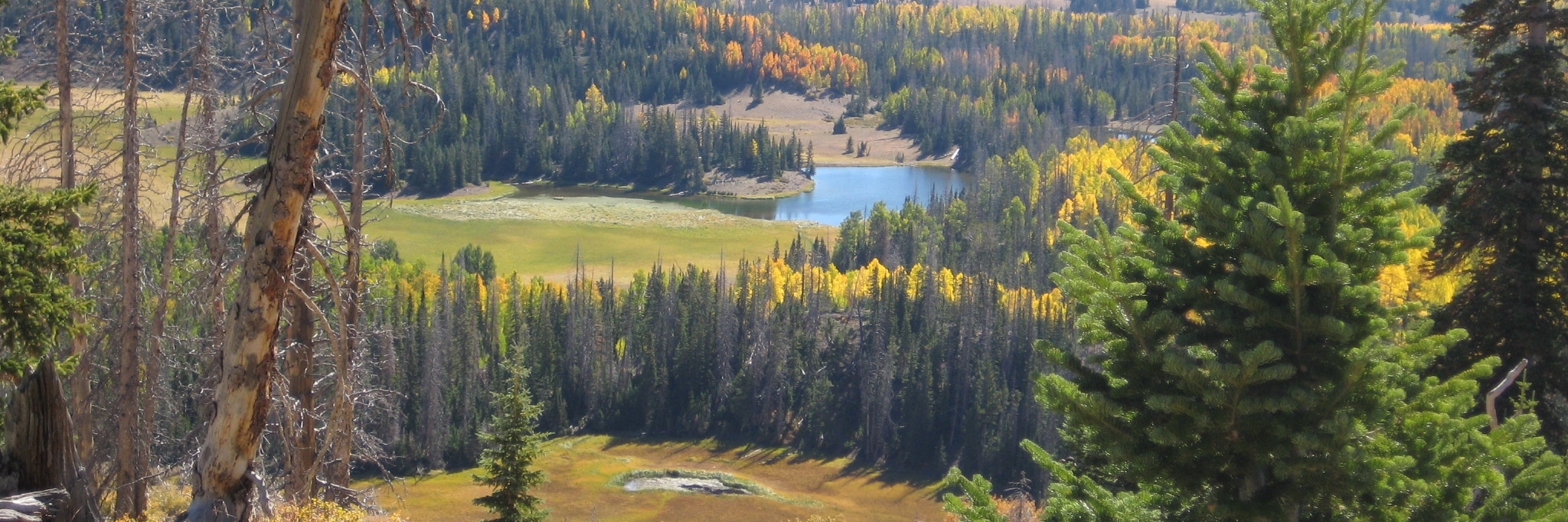 Rừng quốc gia Dixie (Dixie National Forest)