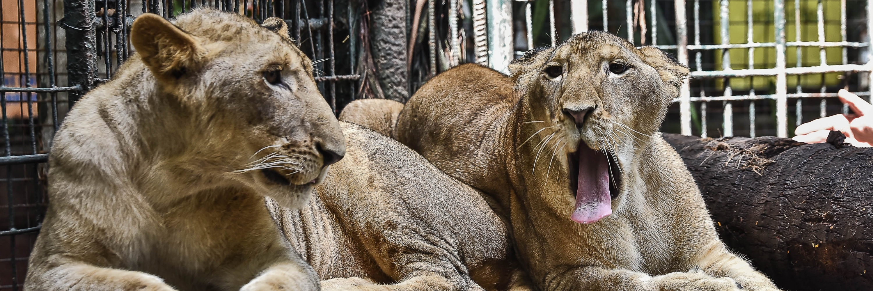 Vườn thú Malabon (Malabon Zoo)