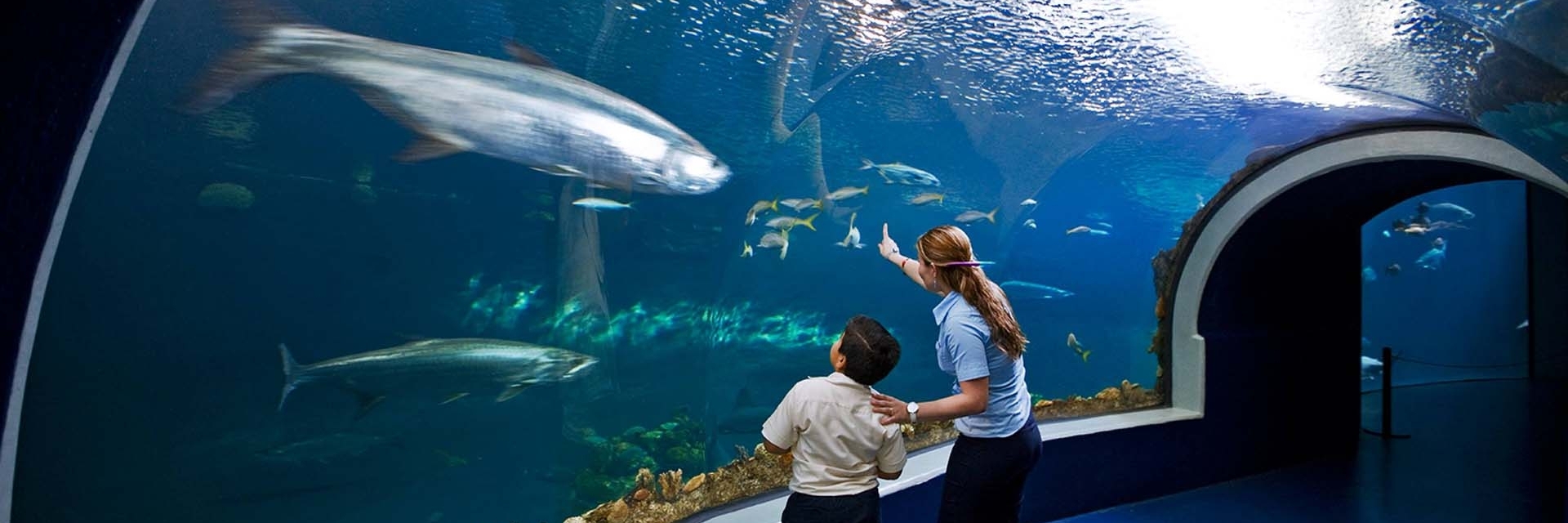 Thủy cung Veracruz (Aquarium of Veracruz)