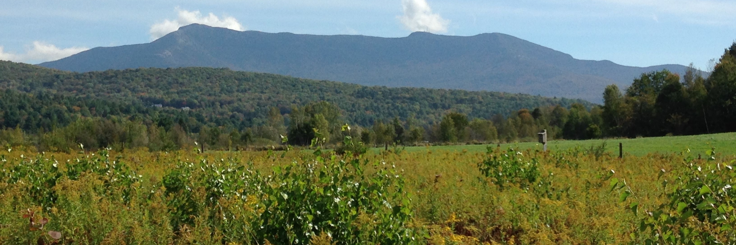 Núi Mansfield (Mount Mansfield)