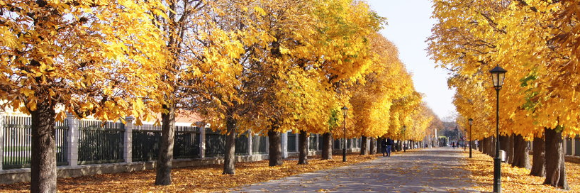 Vườn cung điện Schönbrunn (Schloss Schönbrunn Gardens)