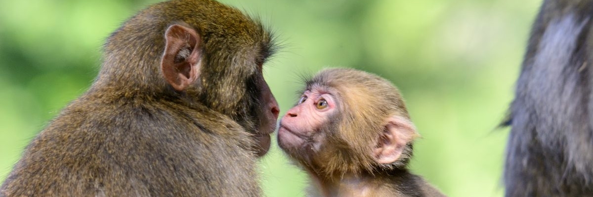 Sở thú Affenberg (Affenberg Zoo)