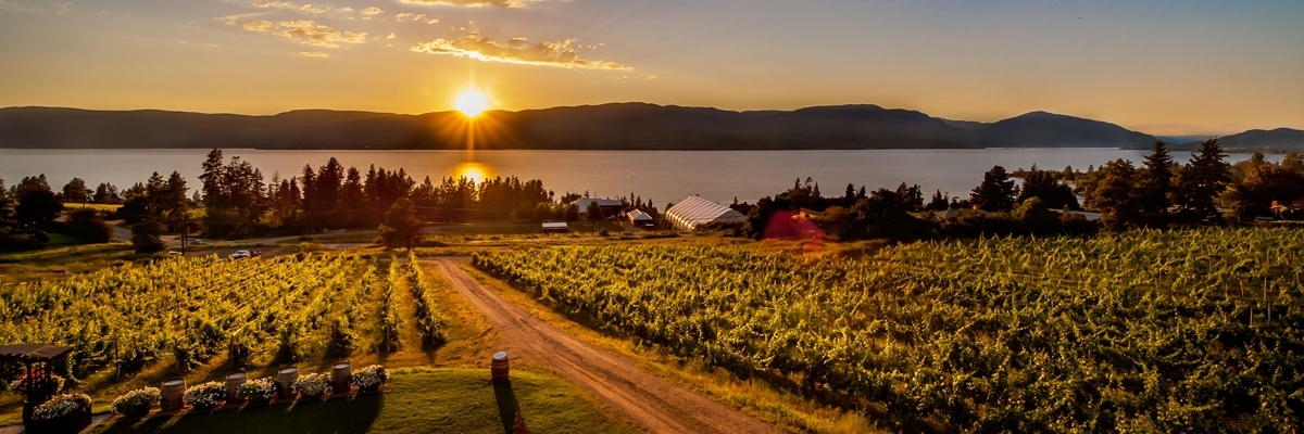 Vườn nho Sunset Hills (Sunset Hills Vineyard)