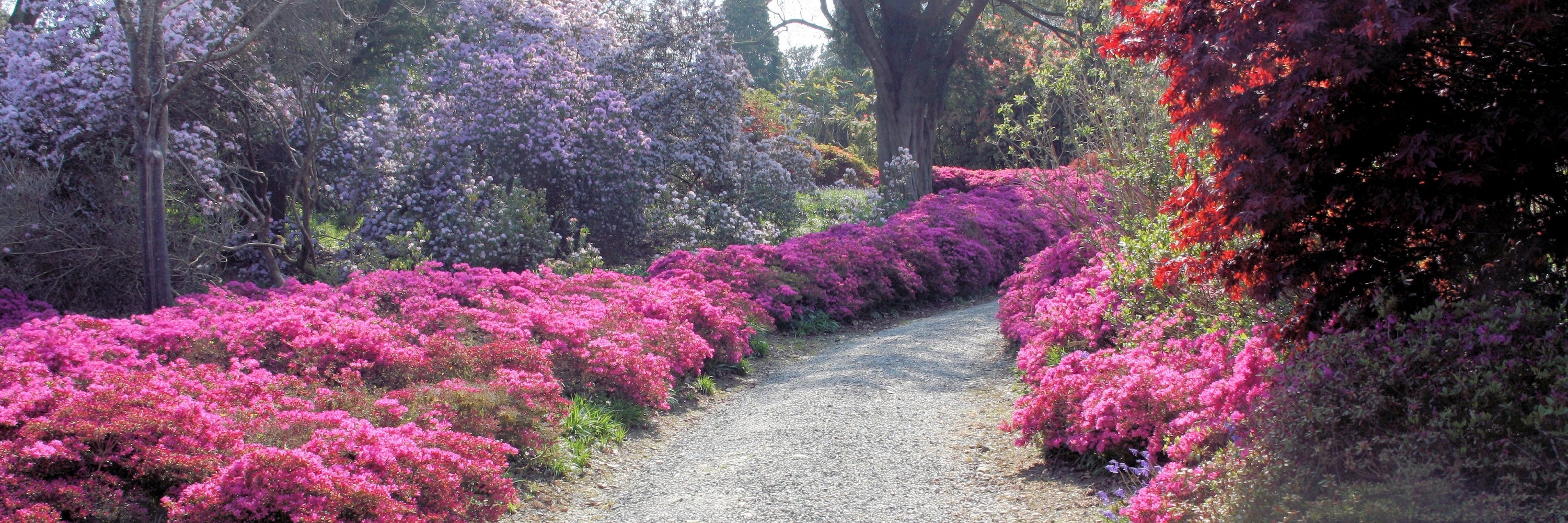 Khu vườn trên núi Congreve (Mount Congreve Gardens)