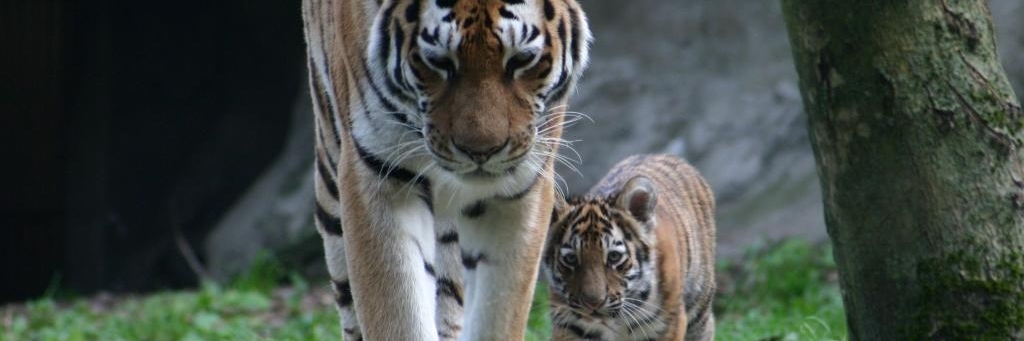 Sở thú Schmiding (Schmiding Zoo)