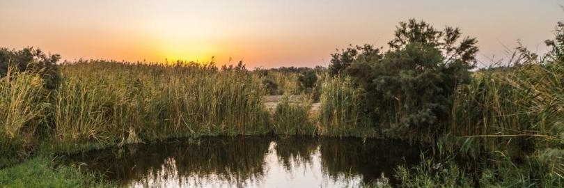Khu bảo tồn đất ngập nước Azraq (Azraq Wetland Reserve)