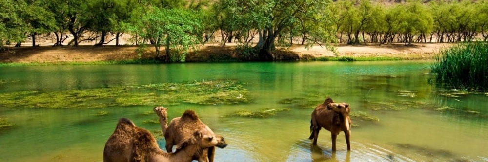 Địa điểm thiên nhiên Wadi Darbat (Wadi Darbat)